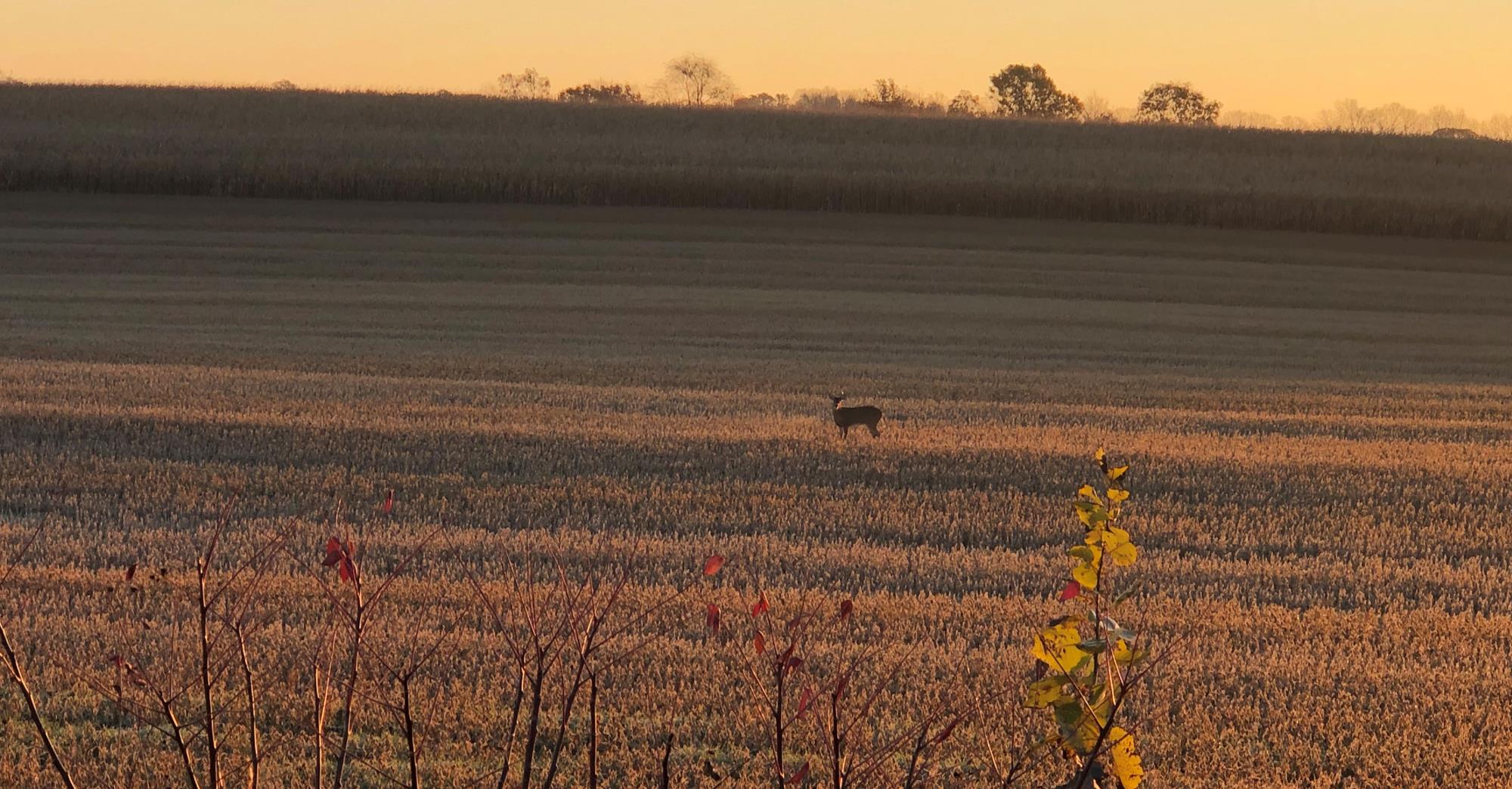 Late Fall - Buck in Field