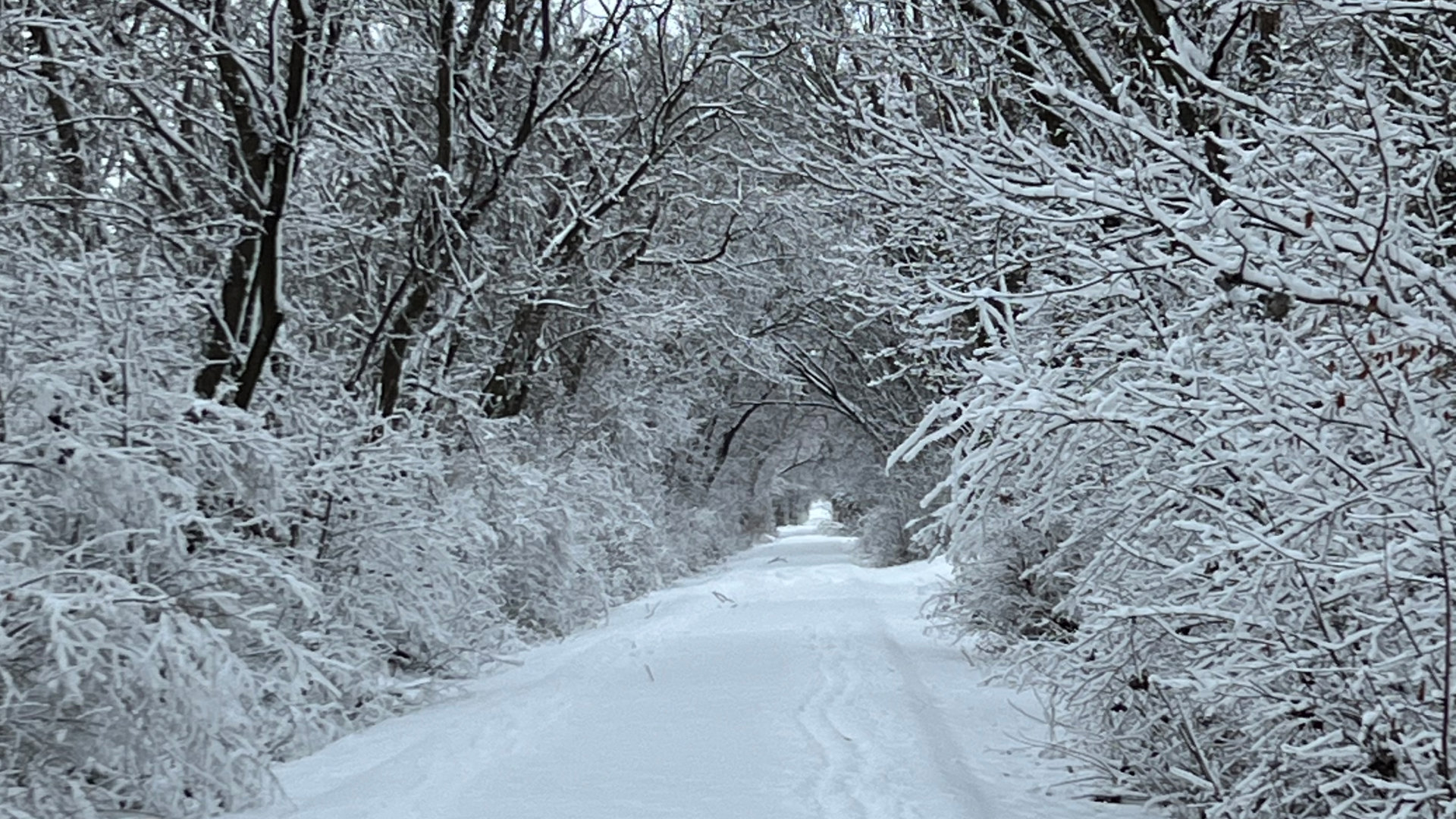 Wild Goose State Trail - Fresh Snow